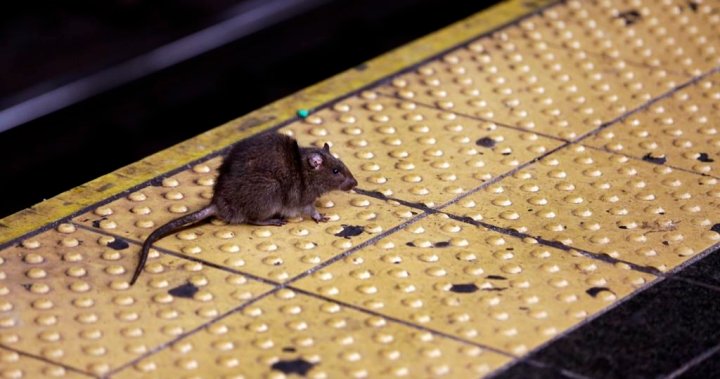 NYC is looking for ‘bloodthirsty’ rat czar — and the job pays $228,000 – National