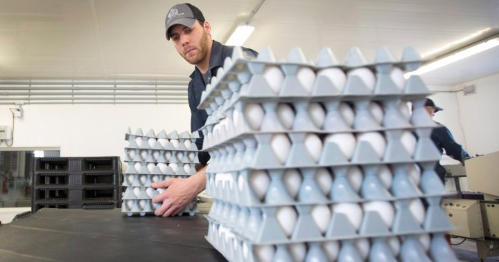 U.K. egg shortage has stores placing purchase limits. Is Canada next? – National