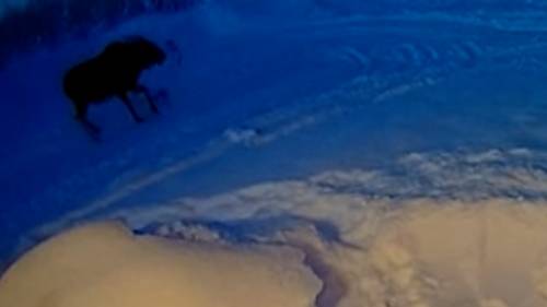 Doorbell camera in Alaska captures moment moose sheds antlers