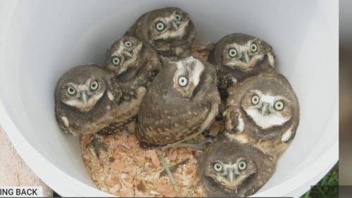 Month of Giving Back: Burrowing Owl Conservation Society of BC