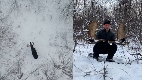 Moose sheds antlers in New Brunswick forest, video shows