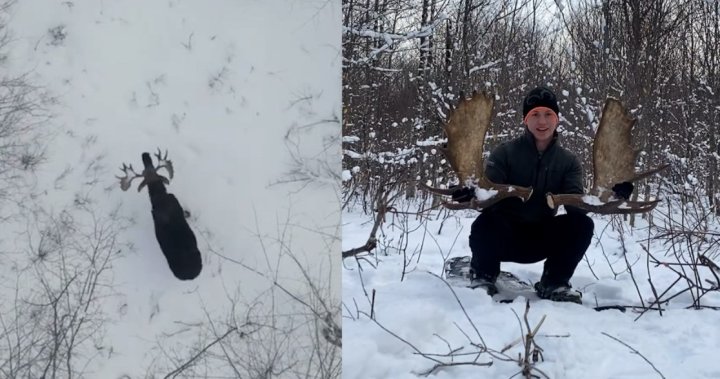 Drone captures incredible moment New Brunswick moose sheds both antlers