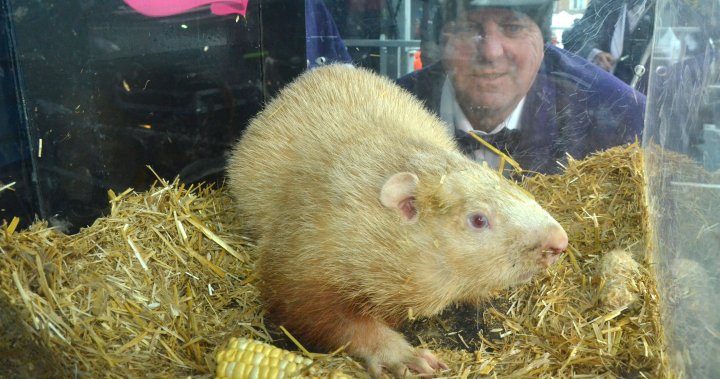 Will winter end soon? Canadian groundhogs split on spring calls