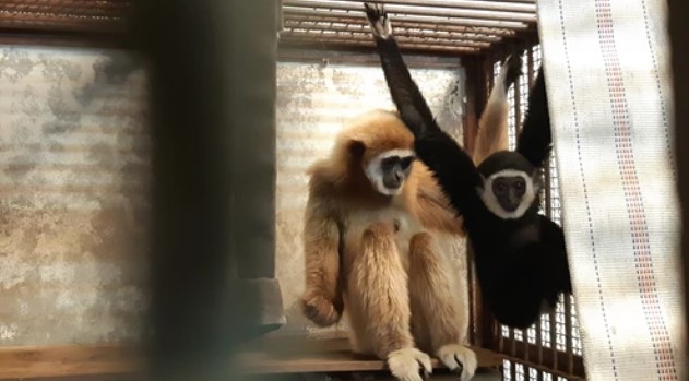 This gibbon became pregnant while living in isolation. How is that possible? – National