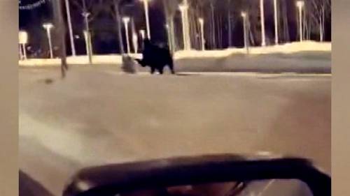 Video captures moment Alaska woman kicked in head by moose