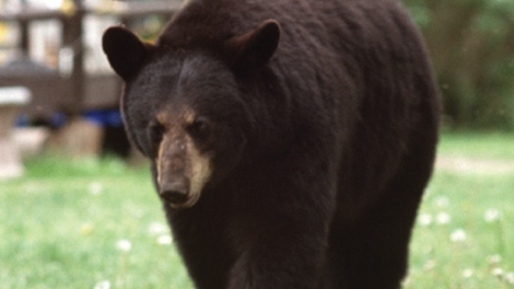Ont. couple’s motorcycle collides with bear in New York