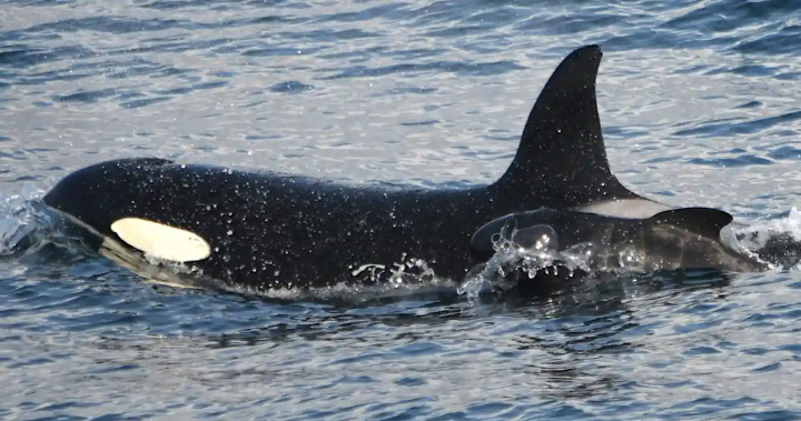 Killer whale seems to have adopted — or abducted — a pilot whale, surprising experts – National