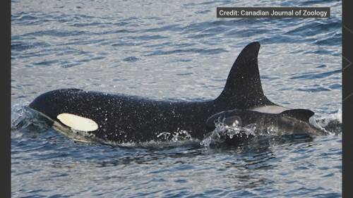 Orca Adopts Other Whale Species Calf