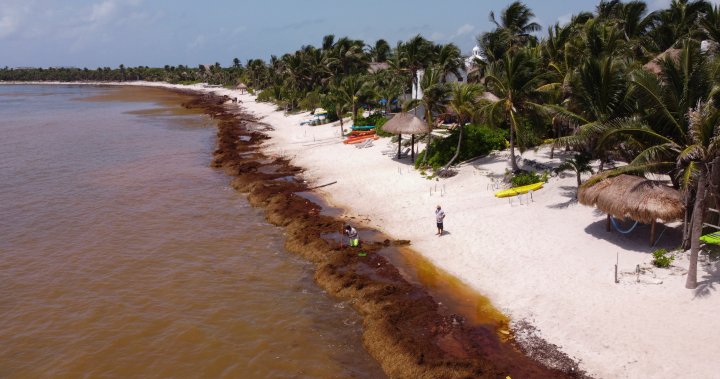 Florida, Mexico and Caribbean brace for incoming 8,000-km-wide seaweed blanket – National