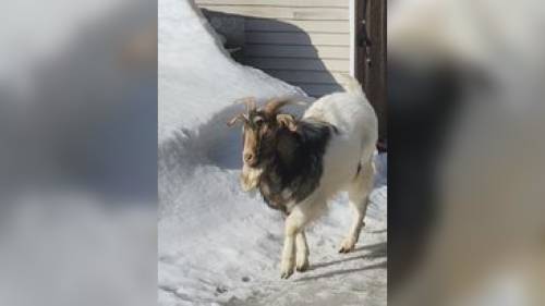 Goat moves into home when B.C. family on vacation in Mexico