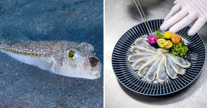 Elderly couple dies after eating poisonous pufferfish for lunch – National