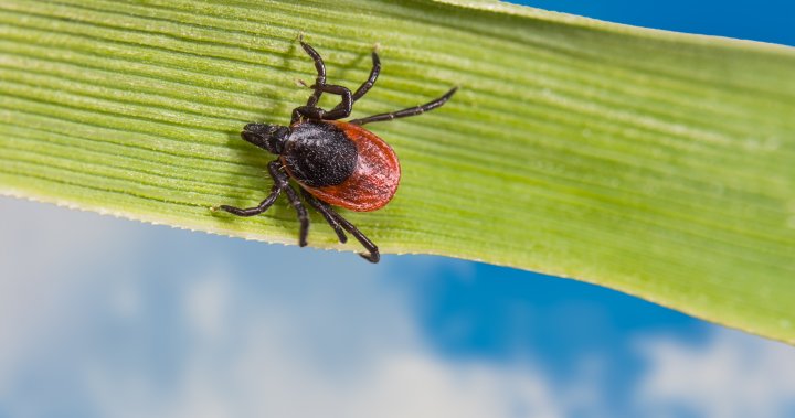 A rare, tick-borne disease is spreading in Canada. What to know – National