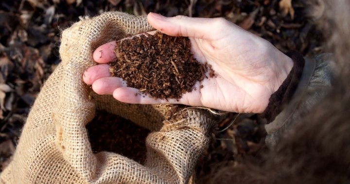 Is human composting the next frontier in death care? – National