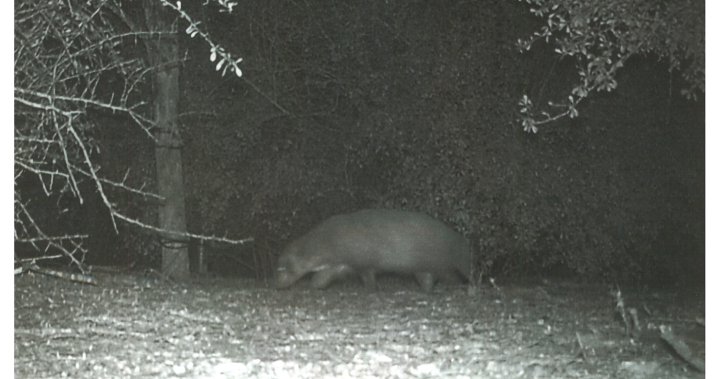 ‘Mystery animal’ caught on camera has Texas park officials stumped – National