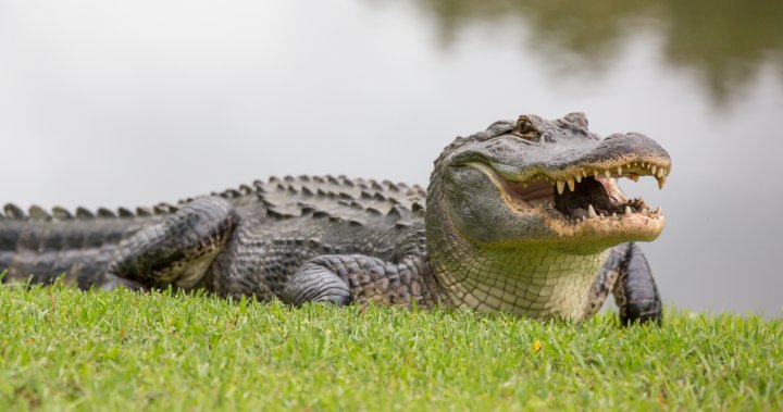 Alligator found with human foot in its mouth after biting off Florida man’s leg – National