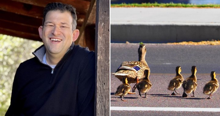 Man struck, killed as he stopped to help ducks cross busy California street – National