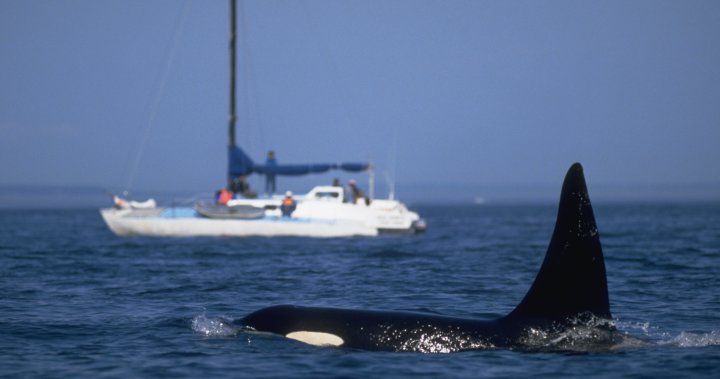 Orca attacks yacht near Scotland, 1st such incident in northern waters – National