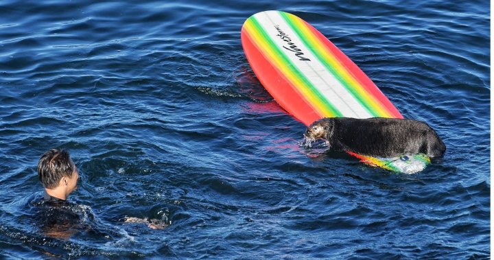 Grand theft otter: ‘Aggressive’ critter swiping surfboards, harassing swimmers – National