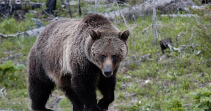 Woman found dead after grizzly bear ‘encounter’ near Yellowstone – National