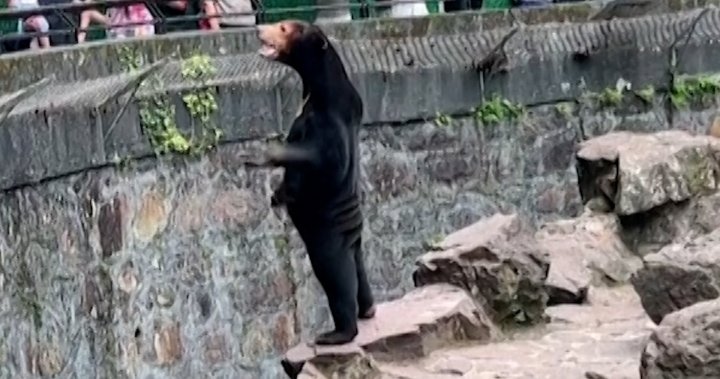 Is that a human in costume? Chinese zoo insists its sun bear is real – National