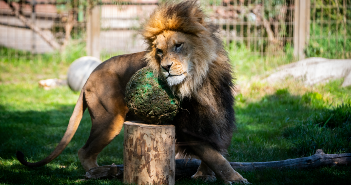 Calgary Zoo’s African lion dies during recovery from veterinary exam