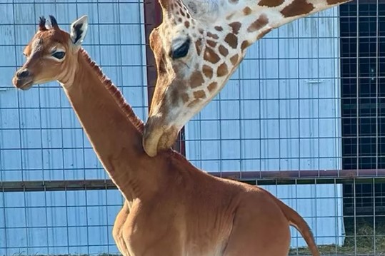 A freshly born spotless giraffe might be the only one in the world – National