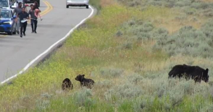 Tourists caught on cam running towards mother black bear, cubs in Yellowstone – National