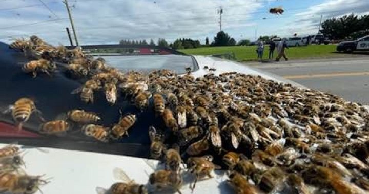 Load of 5 million bees falls off truck in Burlington, Ont., police issue warning