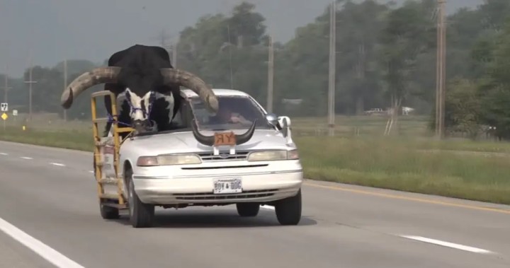 Car with giant bull named Howdy Doody riding shotgun pulled over in Nebraska – National
