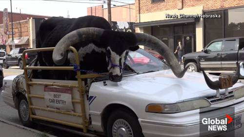 Massive bull riding in passenger seat of car draws red flag from police in Nebraska