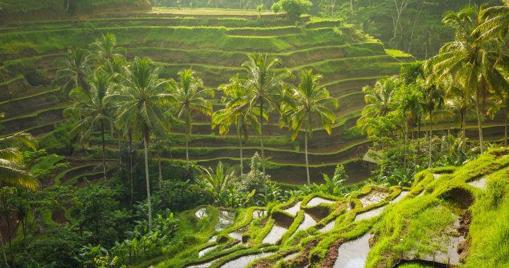 5 killed at Bali resort after elevator plunges down ravine – National