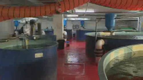 Arctic char thriving at urban fish farm in Montreal