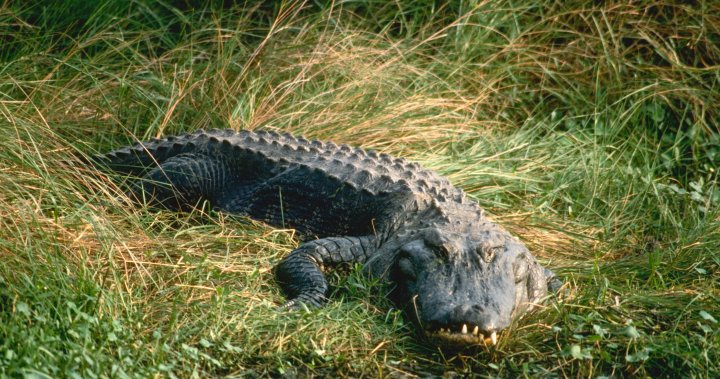 Florida woman found dead after 4-metre alligator seen with body in its jaws – National
