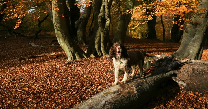 Toddler missing for hours found sleeping in woods using her dog as pillow – National