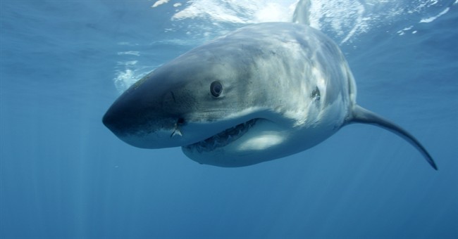 Owner left shocked after watching his dog get attacked by shark in N.S. waters