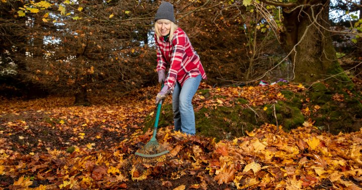 Say goodbye to raking leaves. Try one of these alternatives for a cleaner yard – National