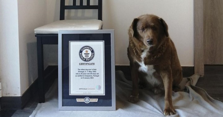 He was a good boy: World’s oldest dog, Bobi, dies at 31 – National