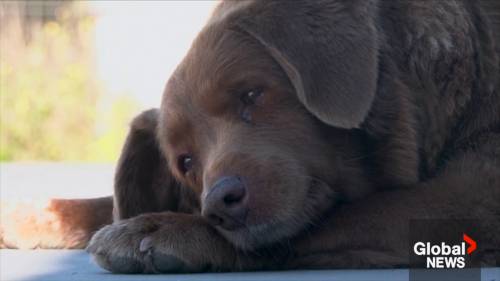 World’s oldest dog, Bobi, passes away at the age of 31