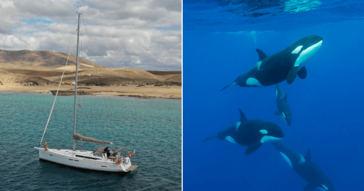 45-minute long orca attack sinks yet another yacht off Morocco – National