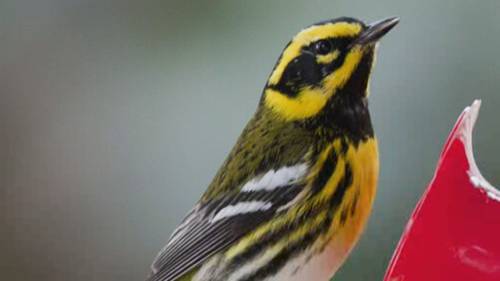 Why dozens of North American bird species are being renamed