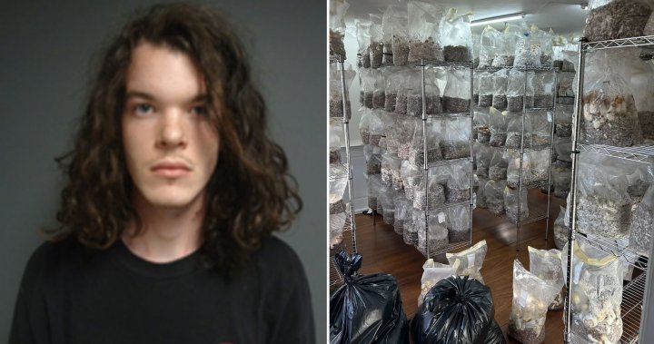 Man arrested after $11.7M worth of magic mushrooms found in Connecticut home – National