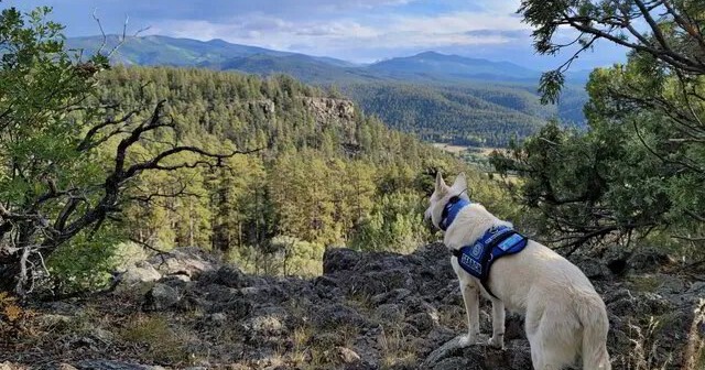 Hiker missing since August found dead with dog, still alive, beside him on Colorado peak – National