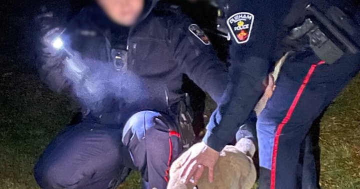 Kangaroo on the loose in Ontario finally caught, officer punched during capture