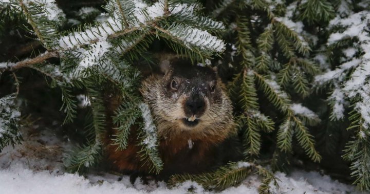 Groundhog Day: Shubenacadie Sam says early spring, Lucy the Lobster says not so fast