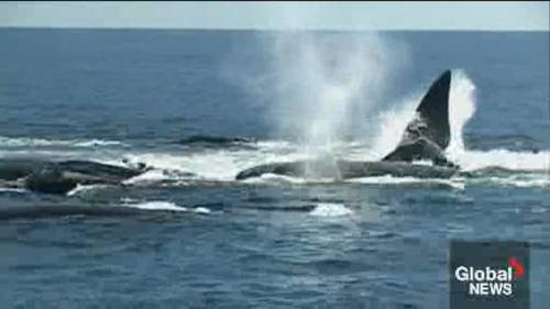 Right whale’s death raises concerns about conservation of species