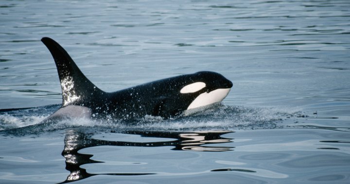 Lone orca filmed killing, eating a great white shark for 1st time – National