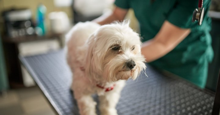 Vet bills have soared in Canada. Is pet insurance worth the cost? – National