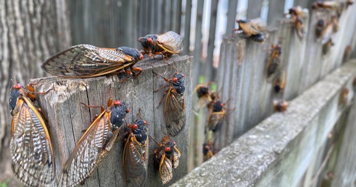 Billions of cicadas emerging amid rare double brood. Will Canadians get to see? – National