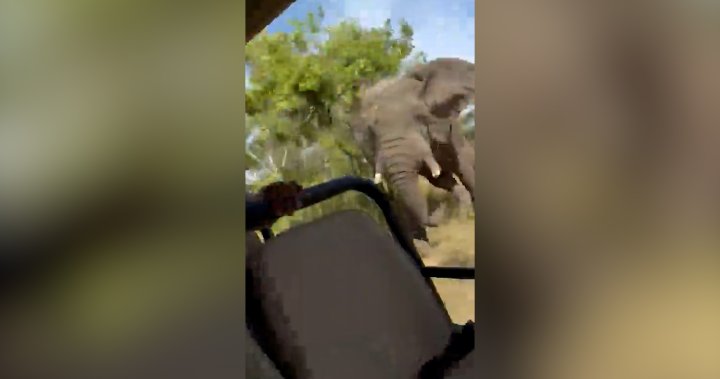 Charging elephant kills 79-year-old American tourist on Zambian safari – National