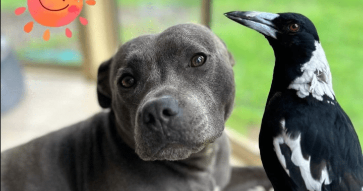 Molly the magpie reunited with dog best friend after public outcry – National